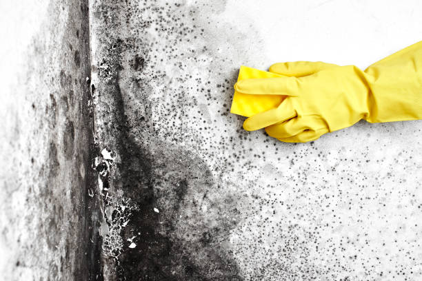 Trusted Ravena, NY Mold Removal Experts