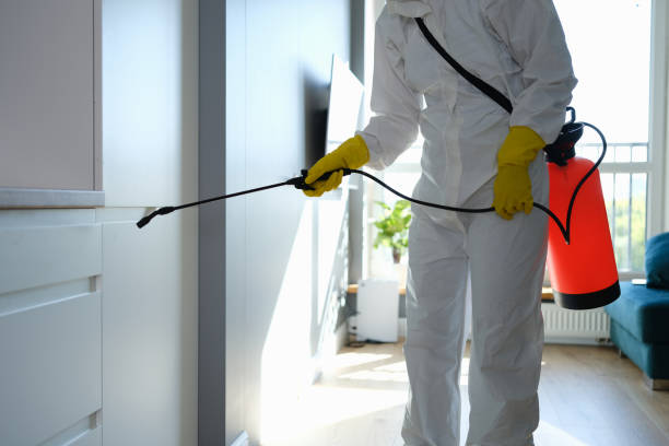 Attic Mold Removal in Ravena, NY