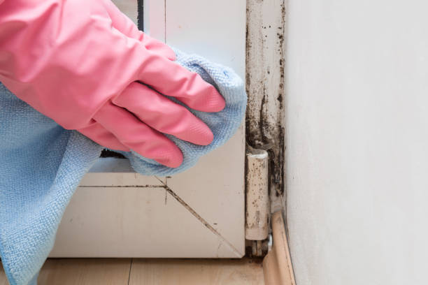 Best Emergency Mold Removal  in Ravena, NY